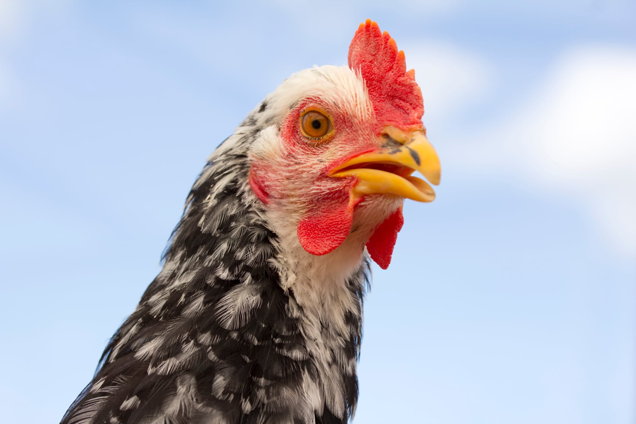 En Asturias, el pollo es &#039;pitu&#039; y &#039;pita&#039; la gallina.