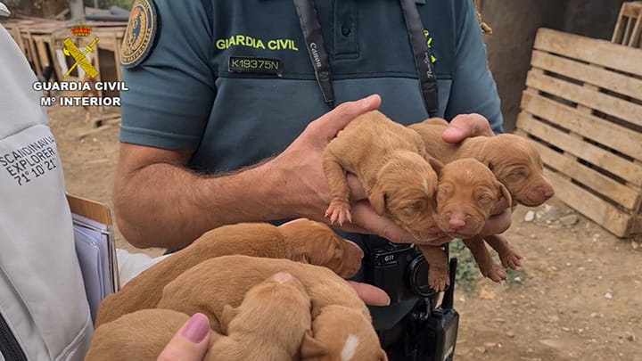 Cachorros abandonados