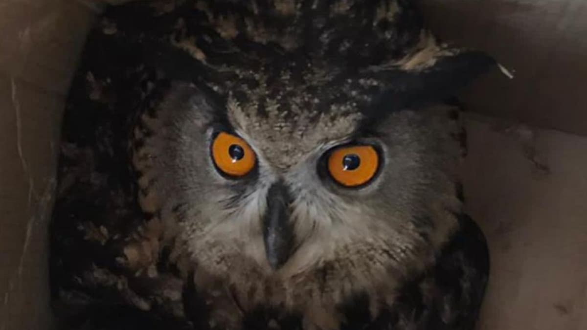 La Policía Local recupera un Búho Real herido en la zona de Lo Poyo