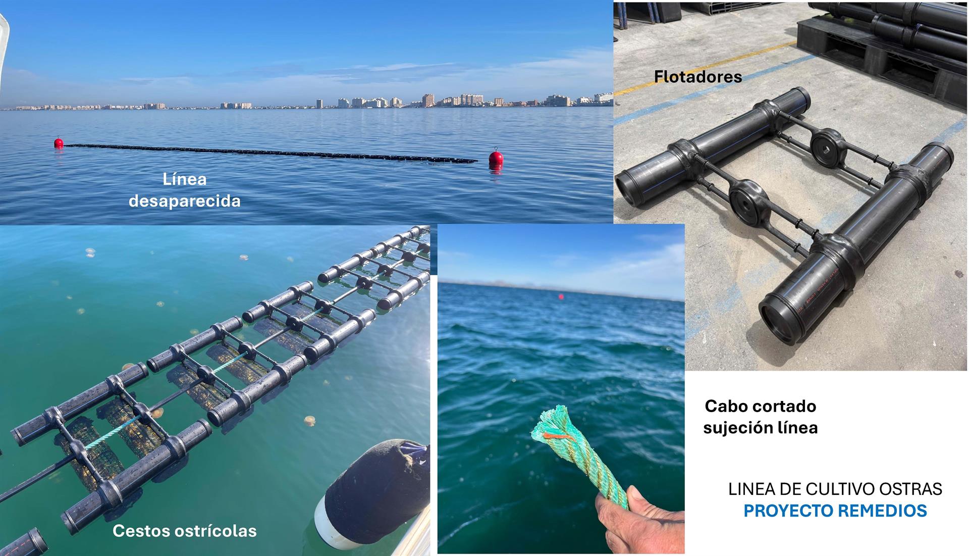 Desaparece una línea experimental de cultivo de ostra del proyecto REMEDIOS en el Mar Menor