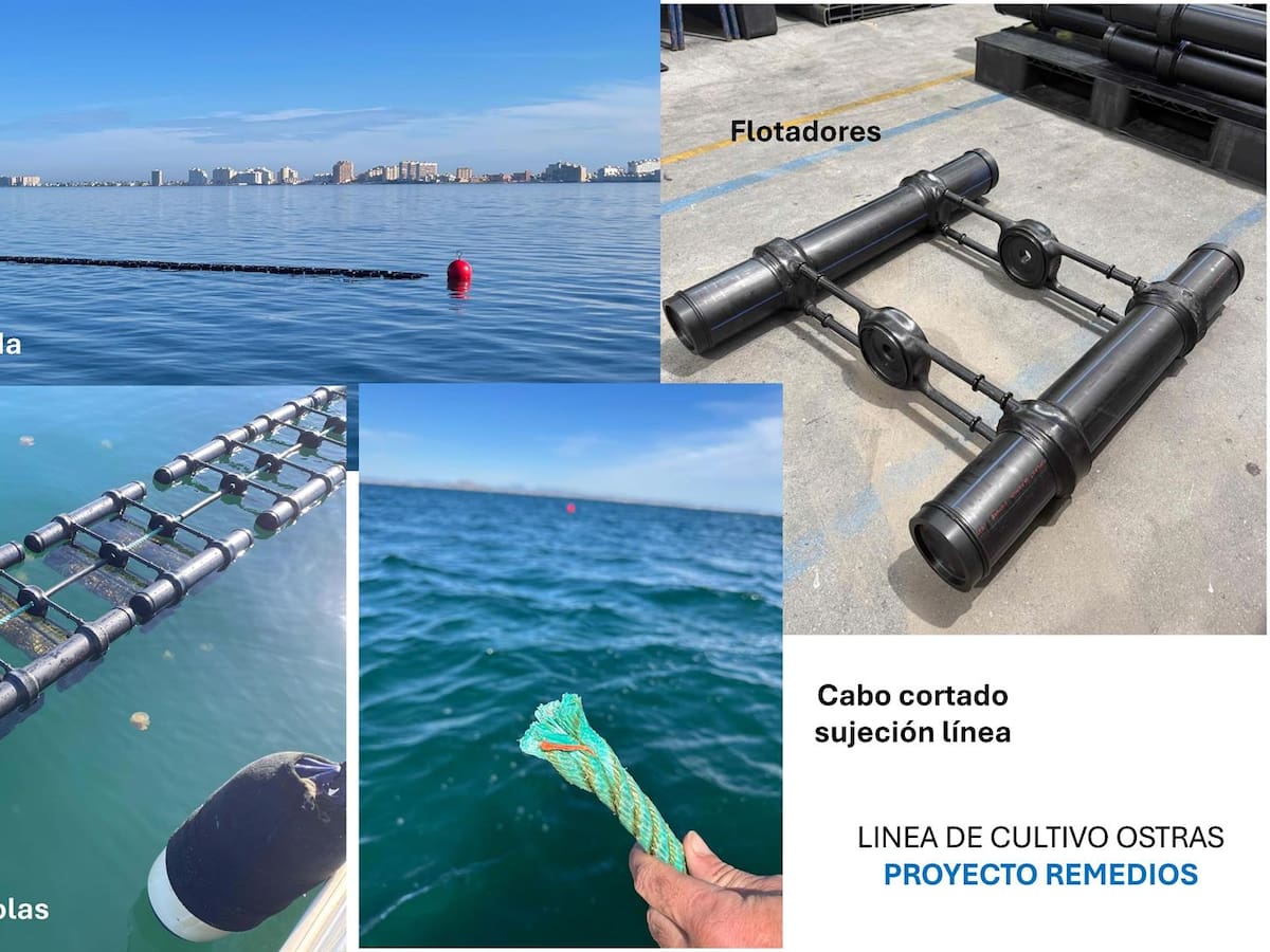 Aparecen vivas las ostras del proyecto científico desaparecido en el Mar Menor