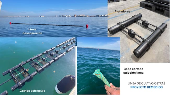 Desaparece una línea experimental de cultivo de ostra del proyecto REMEDIOS en el Mar Menor