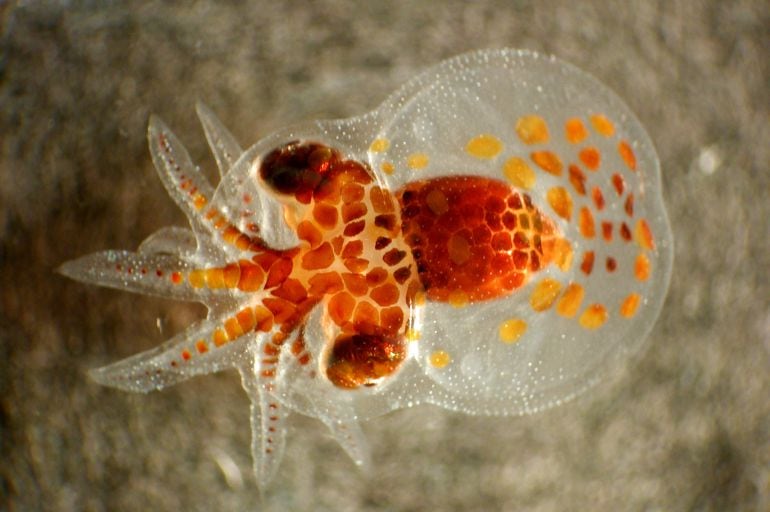 Una larva de Pulpo