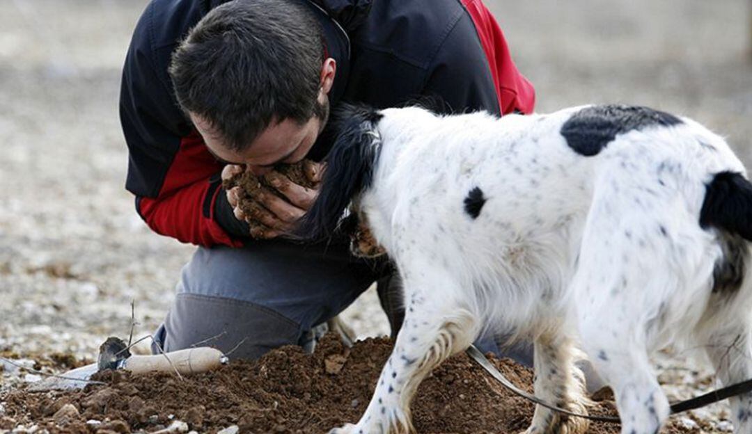 El perro es un animal imprescindible para olfatear el suelo y localizar las trufas.