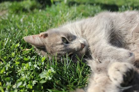 Fotografía de un gato sobre la hierba