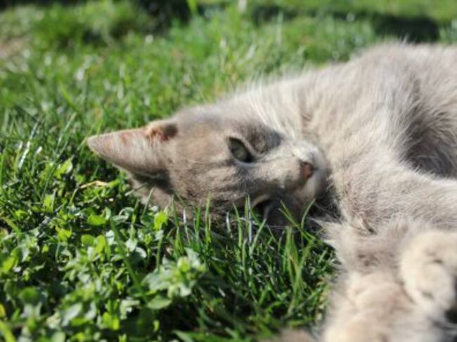 Fotografía de un gato sobre la hierba
