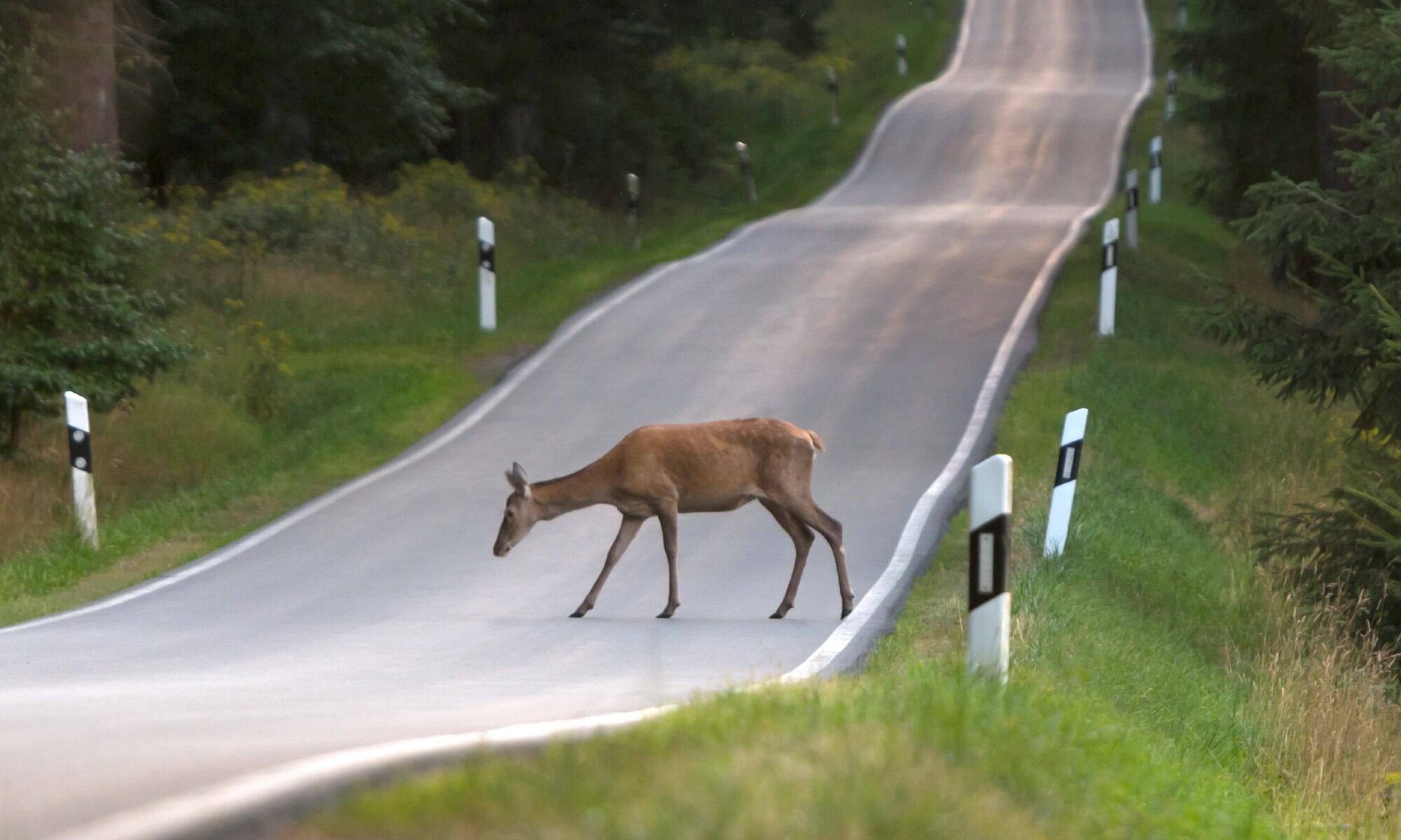 Ciervo en una carretera