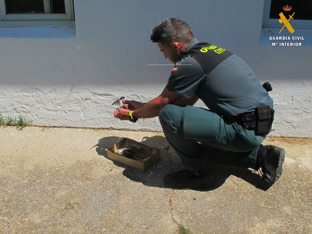 La Guardia Civil investiga en Cantimpalos la destrucción de nidos de &#039;avión común&#039;