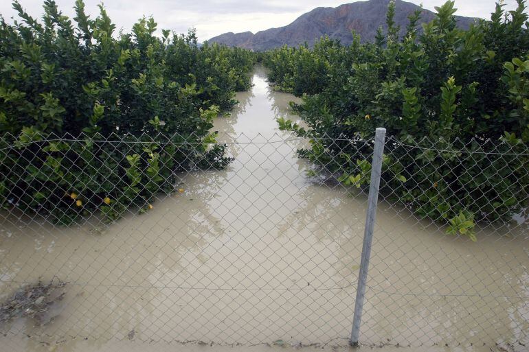 Campos de cítricos totalmente anegados en la localidad alicantina de Redován, debido al fuerte temporal de lluvia que ha provocado la crecida del río Segura. 