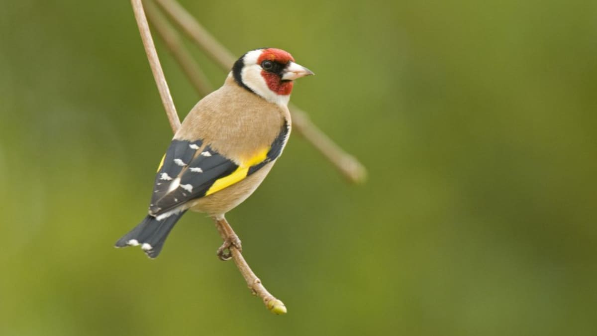 "Vamos a hablar de pajaritos": Vox consigue aprobar en la Asamblea Regional su moción de apoyo al silvestrismo