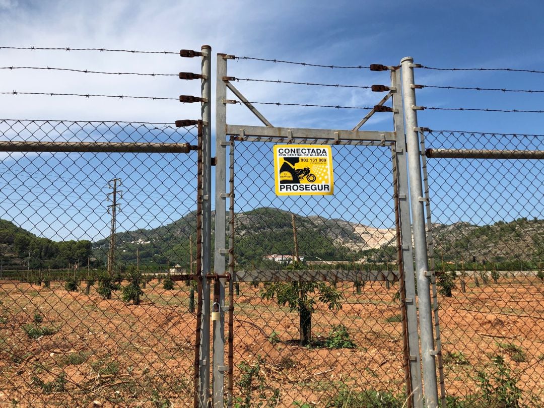 Vigilancia en algunos campos de la comarca de la Safor, para evitar robos de plantones. 