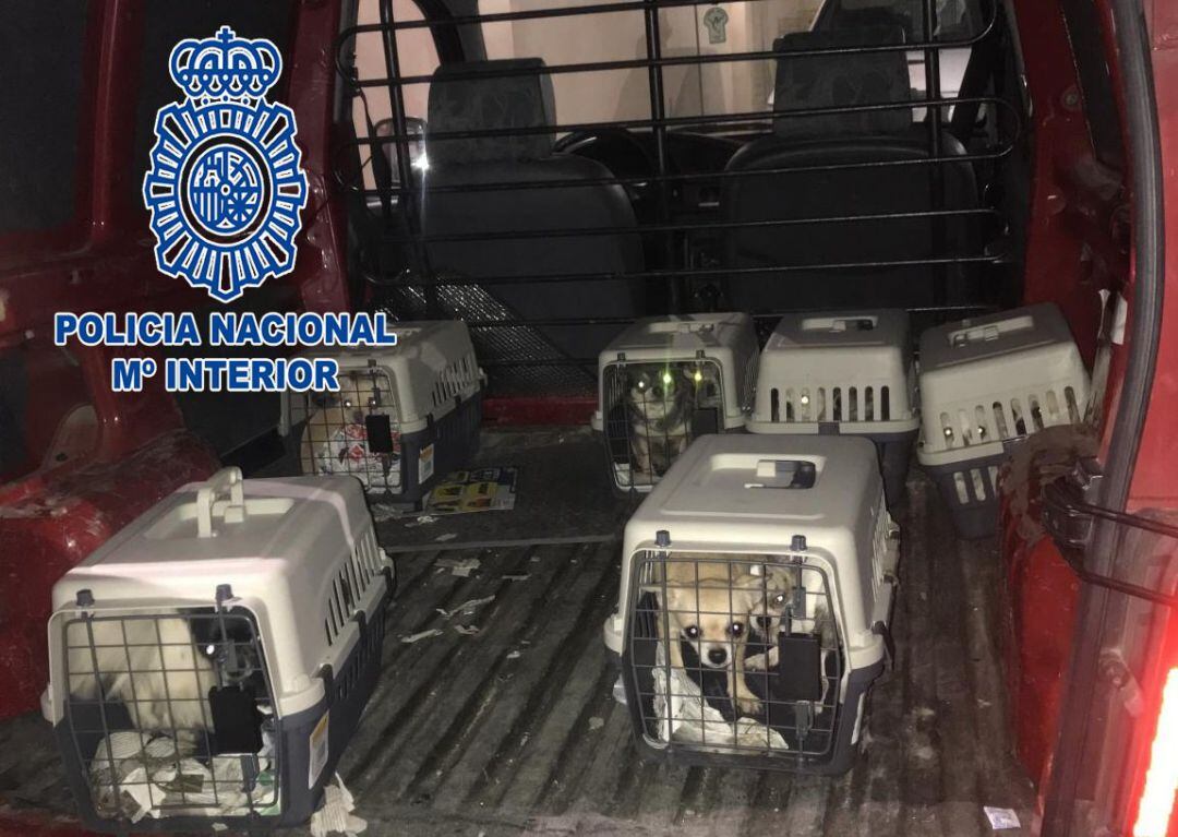 Desmantelan un criadero ilegal de chihuahuas y rescatan a doce perros