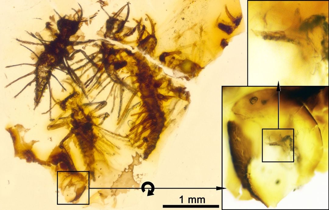 Hallada la primera evidencia fósil de eclosión de larva preservada en ámbar. 