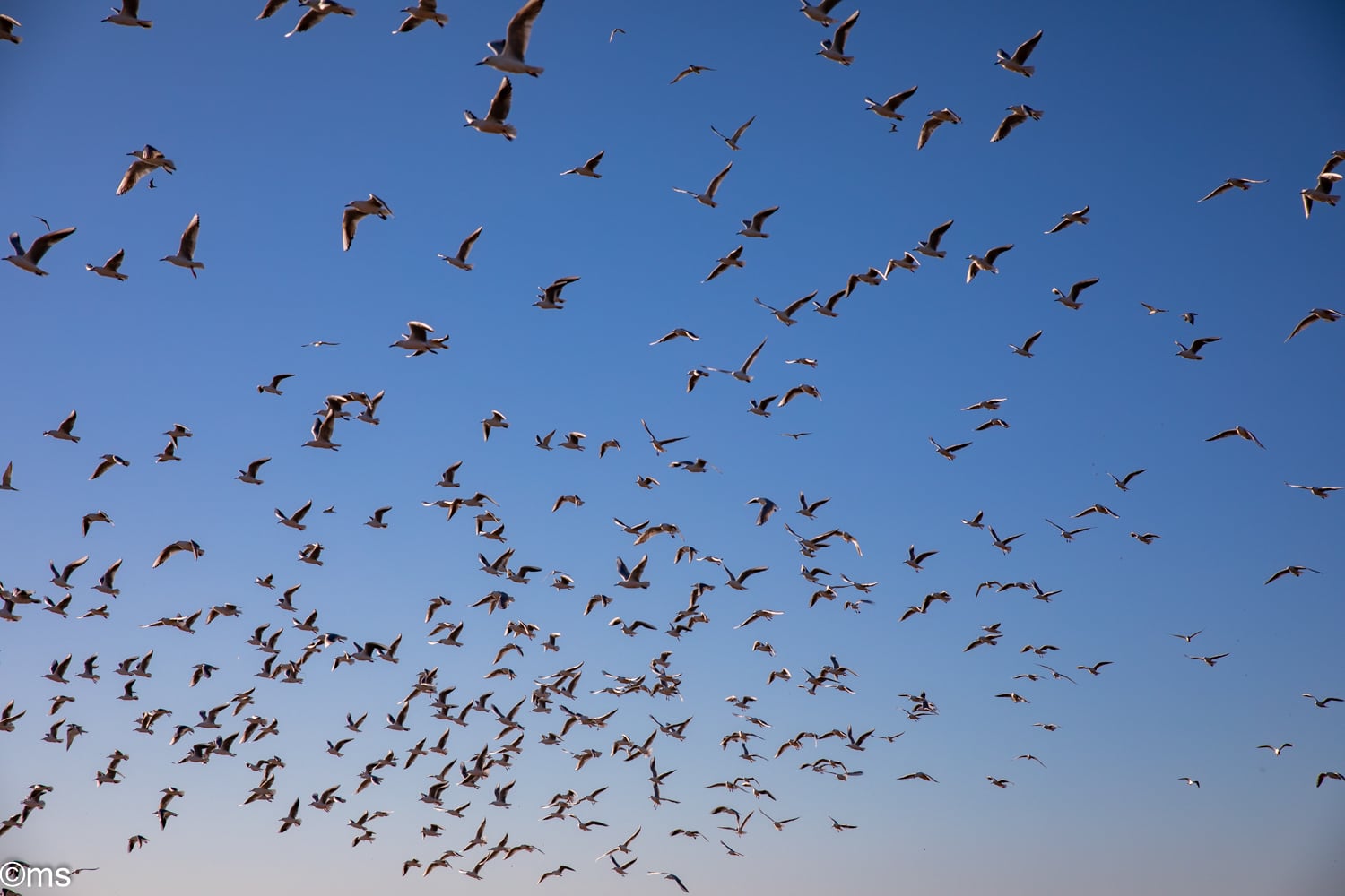 Espacio Natural de Doñana (mayo de 2025)