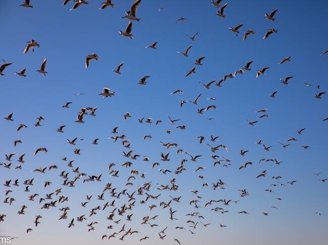 Espacio Natural de Doñana (mayo de 2025)
