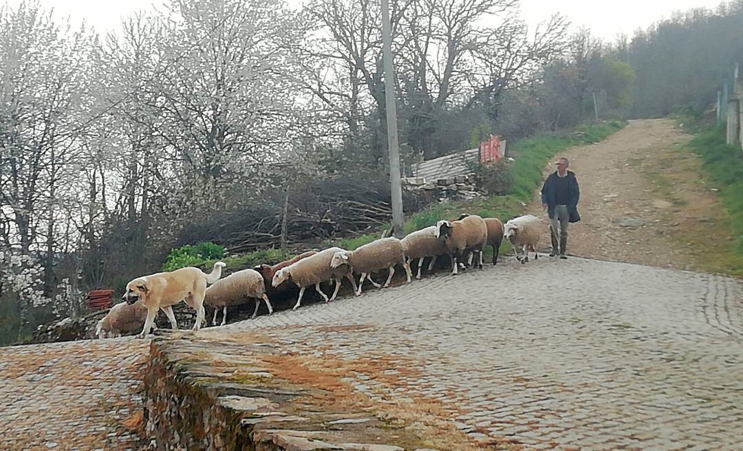 Un ganadero pastorea con su rebaño