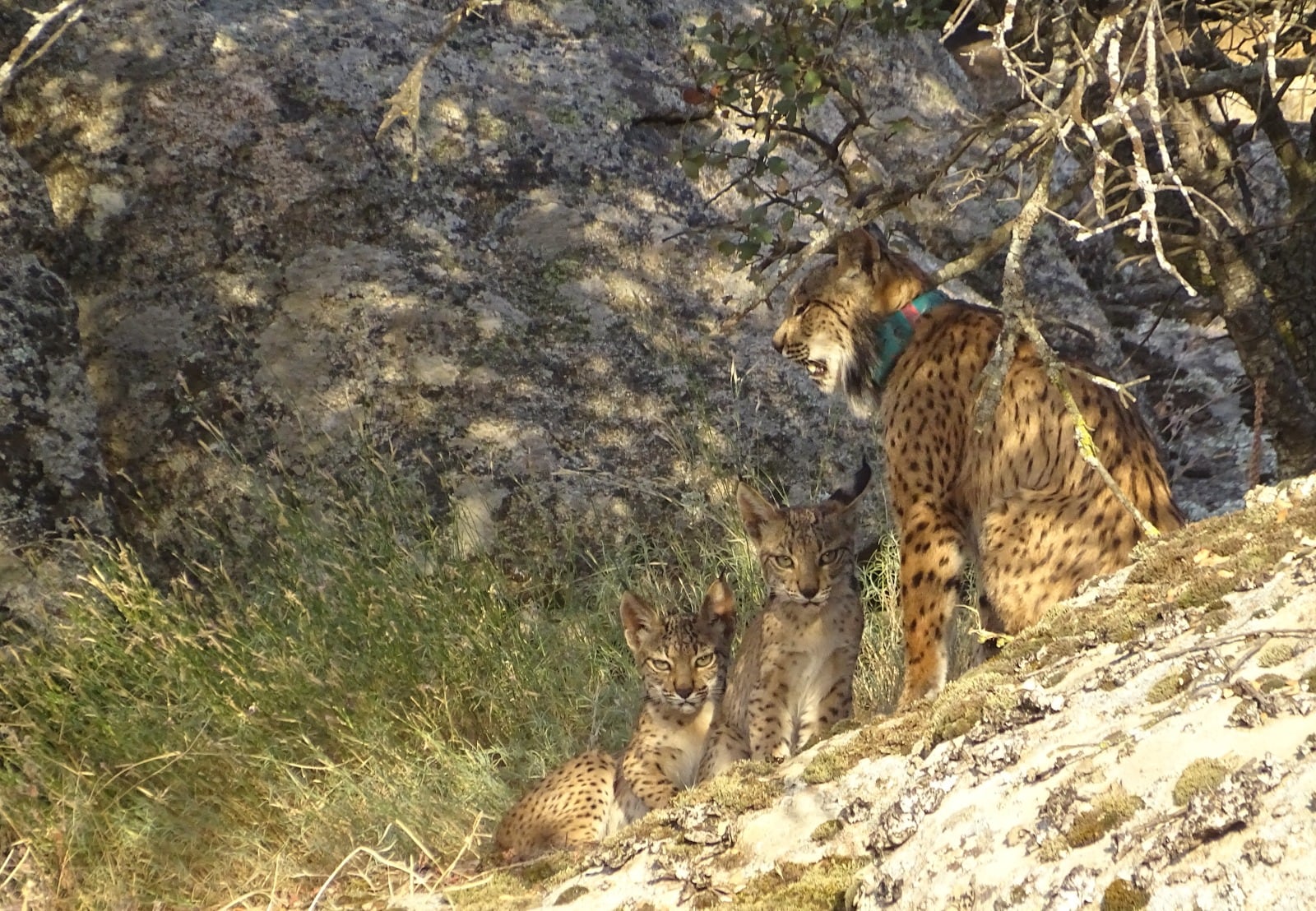 Una hembra de lince ibérico junto a sus dos cachorros en una de las zonas repobladas por esta especie en Castilla-La Mancha