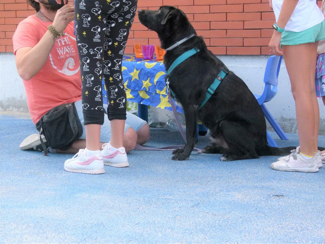 Niños y perros colaborando en el programa de intervención asistida con animales