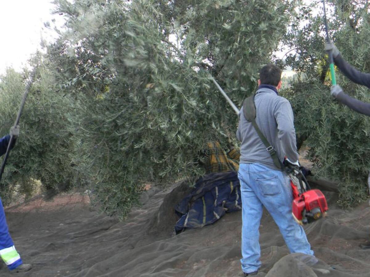 La campaña provoca la bajada del paro más grande de Andalucía