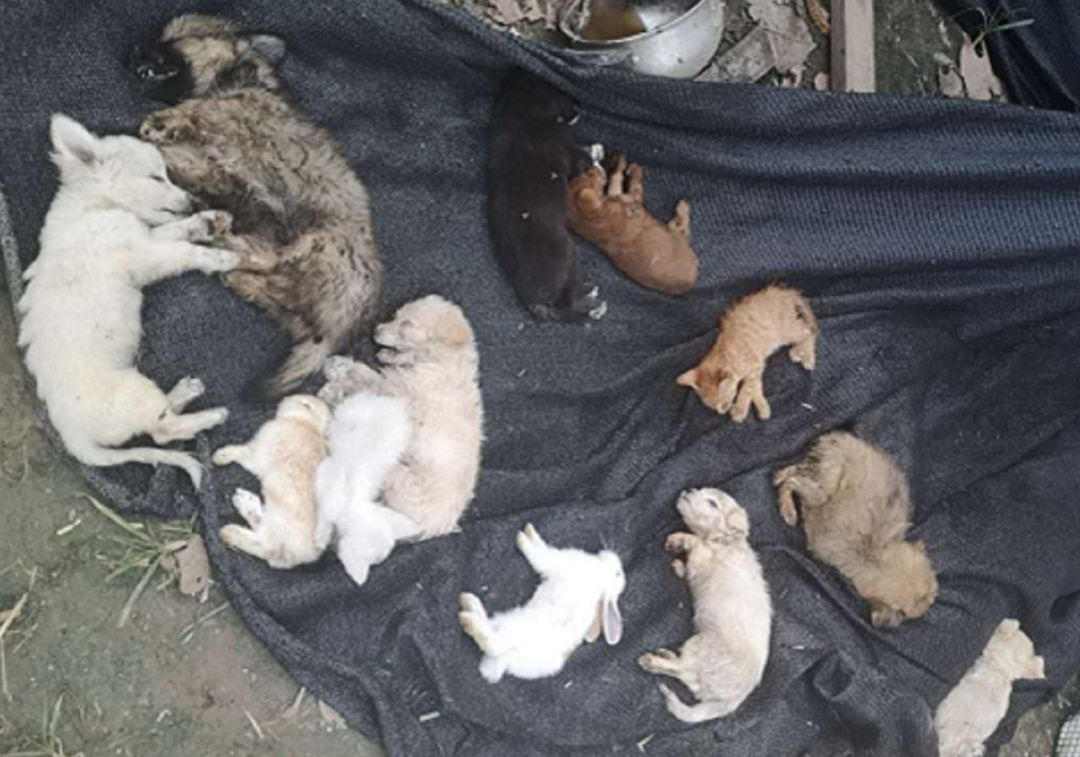 Miles de animales han sido hallados muertos en un almacén logístico de China.