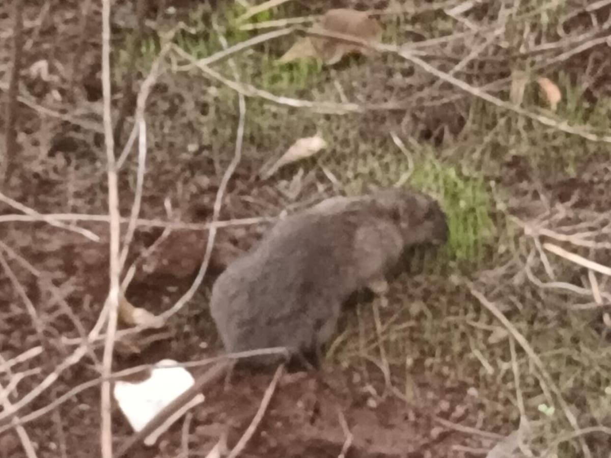 El Ayuntamiento de Talavera actúa frente a la proliferación de las ratas en el parque de La Alameda y otras zonas de la ciudad