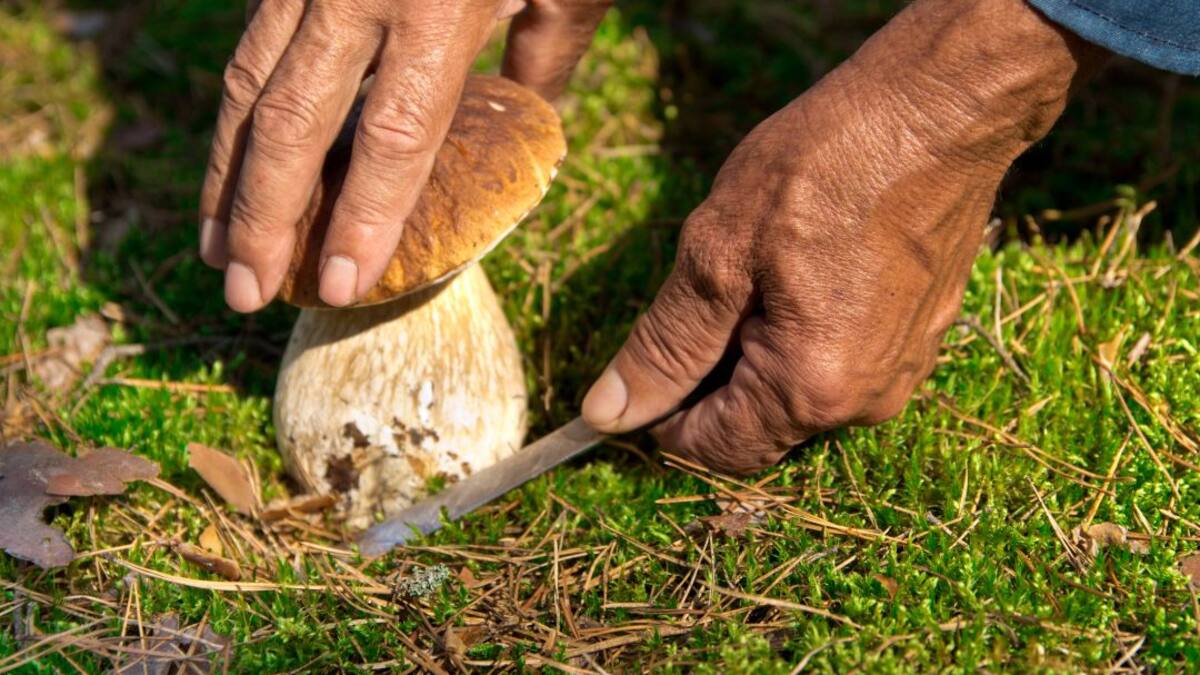 Las lluvias de septiembre favorecen una buena campaña de setas en Palencia