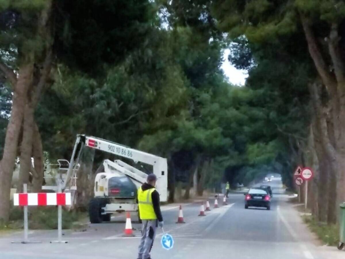 Comienza la poda de los más de 200 eucaliptos y pinos de la N-301