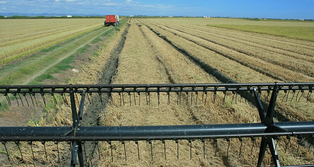 Segadora trabajando en un arrozal