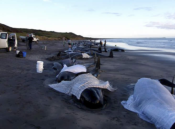 Unas 200 ballenas y varios delfines quedan varados en la isla de King, al sur del Australia, tras seguir el sonar de un buque o a un líder despistado