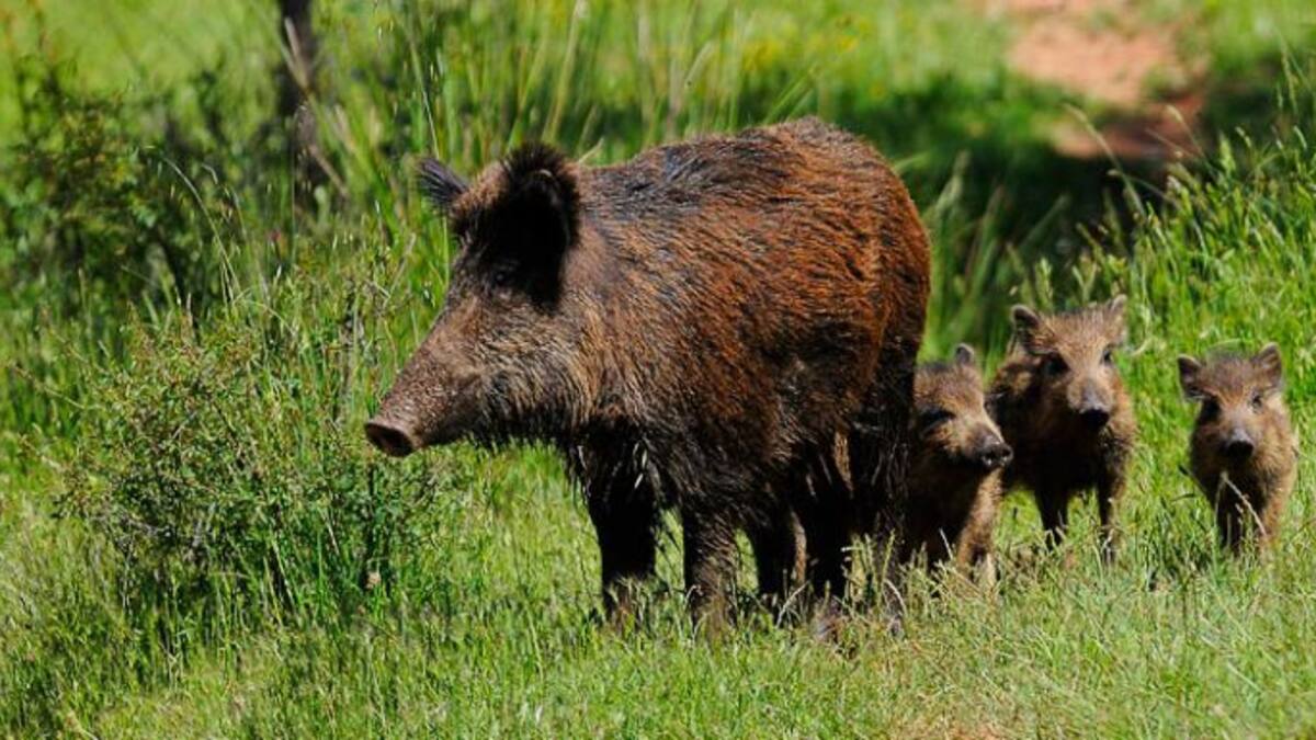 Agricultores contra los ataques de jabalís