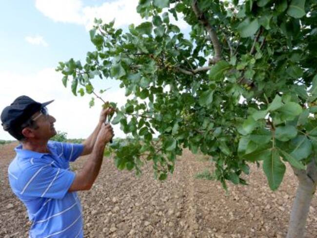 El agricultor José María Rey muestra el fruto del pistacho en sus cultivos de Villafuerte de Esgueva (Valladolid)