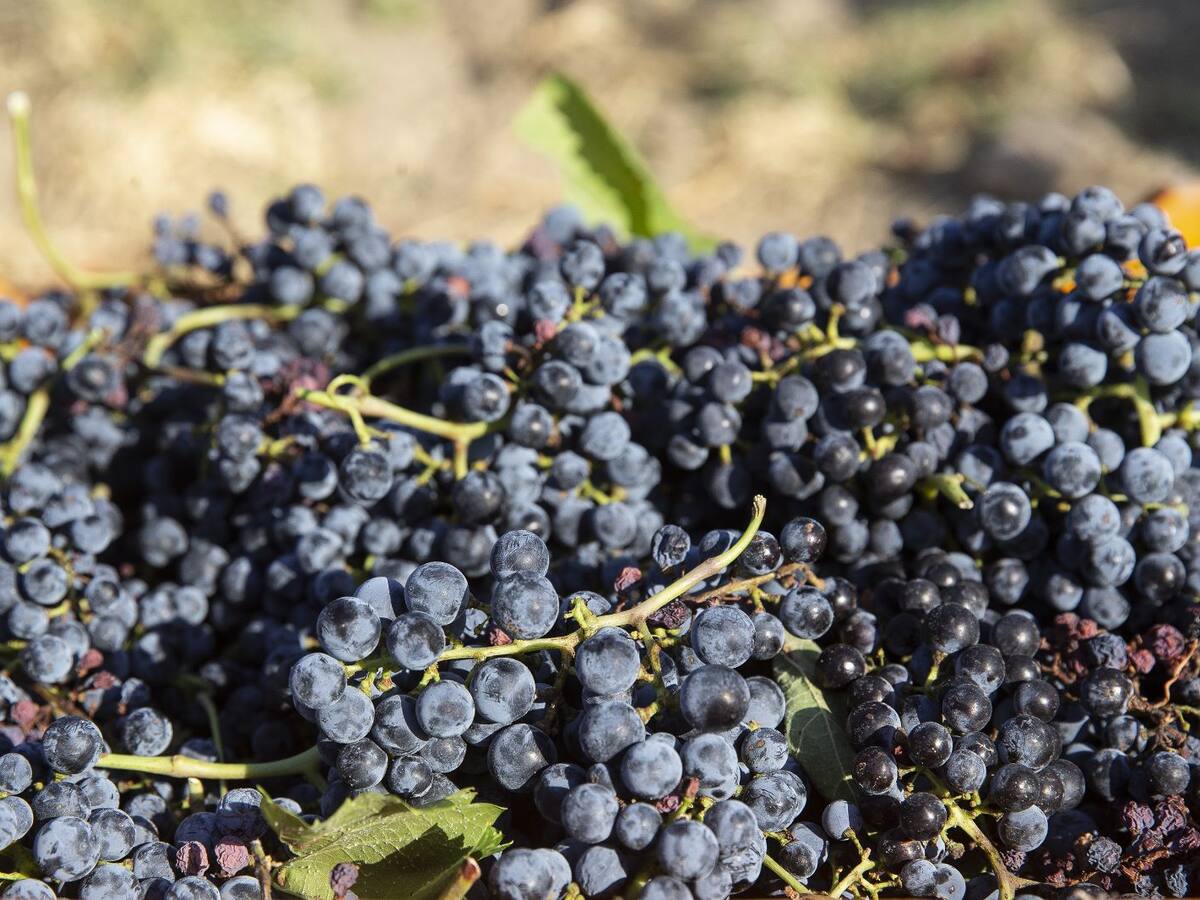 "Viñedos de Álava" la nueva denominación para los vinos de Rioja Alavesa
