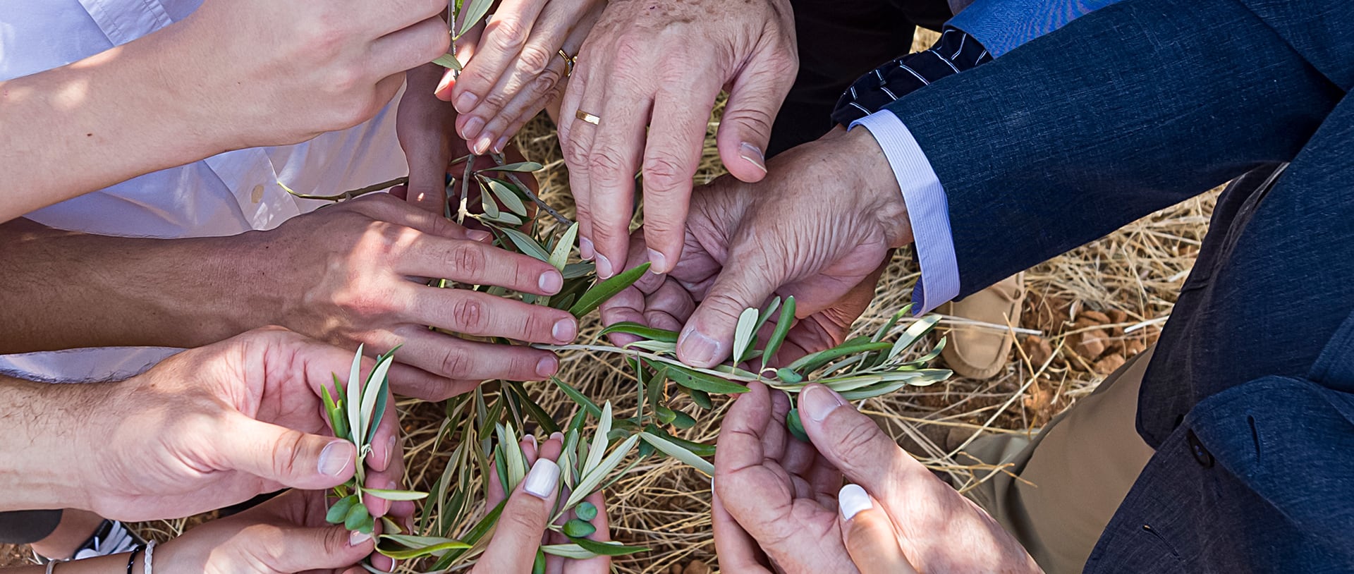 Imagen de la web olivarera de Aceites García de la Cruz que representa la fusión de humanos y olivos en un proyecto sostenible