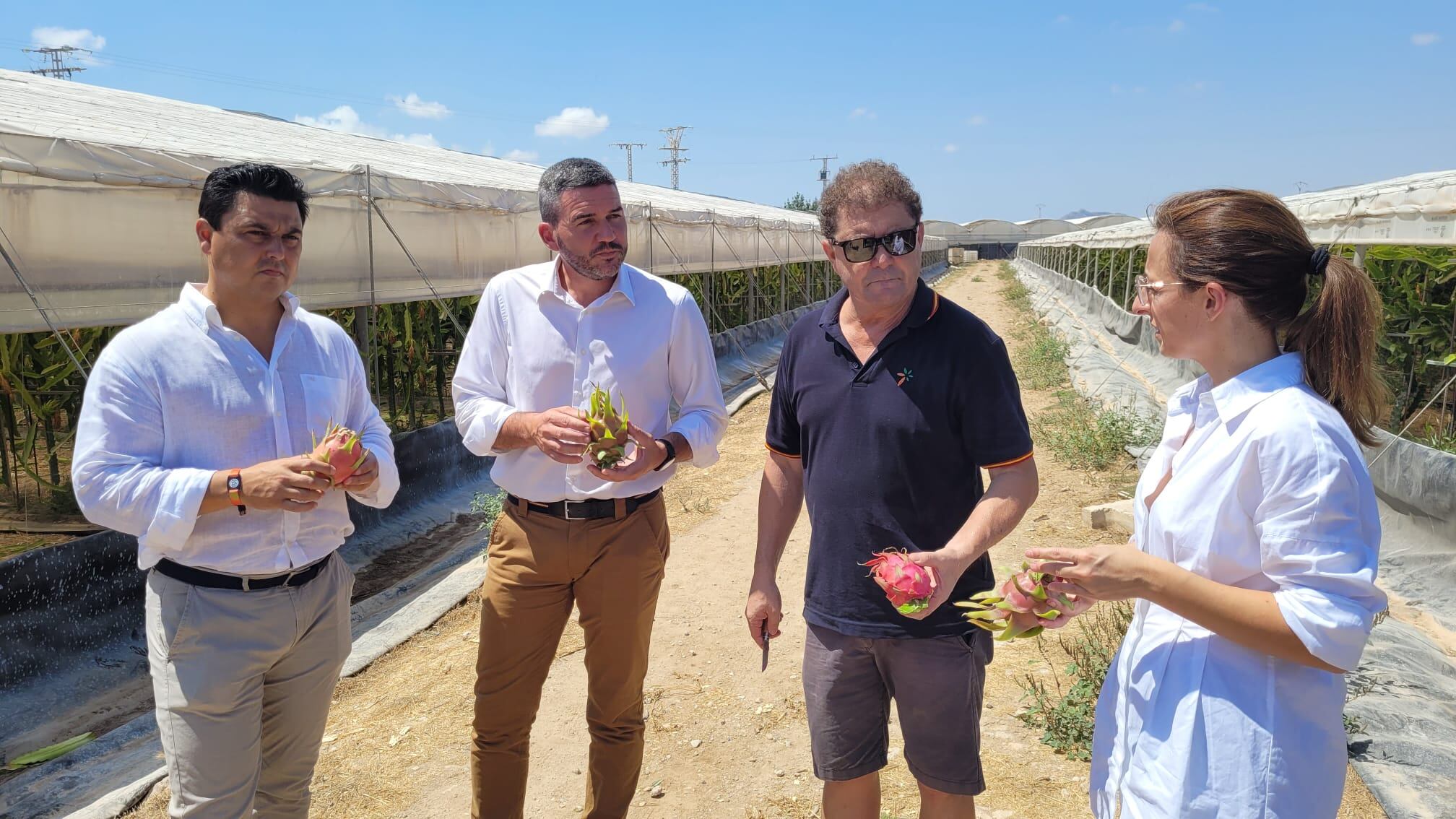El consejero de Agricultura, Antonio Luengo, visita una producción de pitaya en San Javier