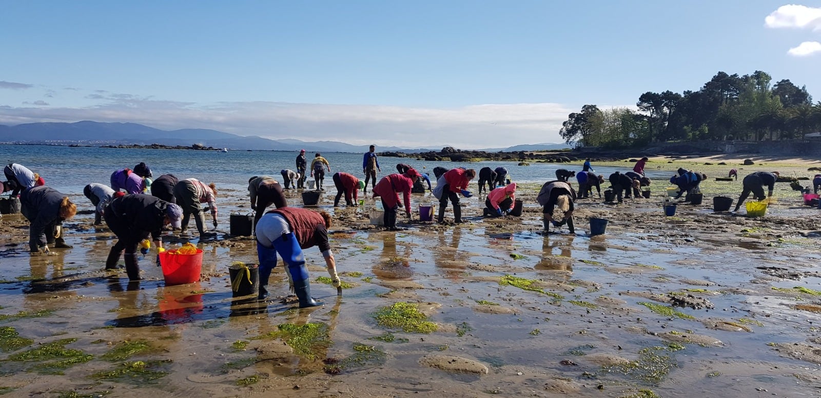 Un grupo de mariscadoras trabajando en la zona de la Amorosa (Vilanova de Arousa, Pontevedra)