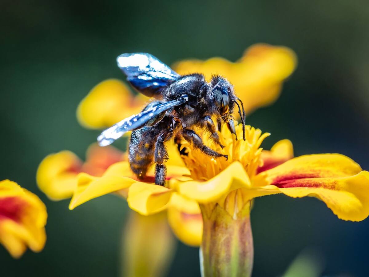 Día Internacional contra el Cambio Climático: ¿Que pasa con las abejas?