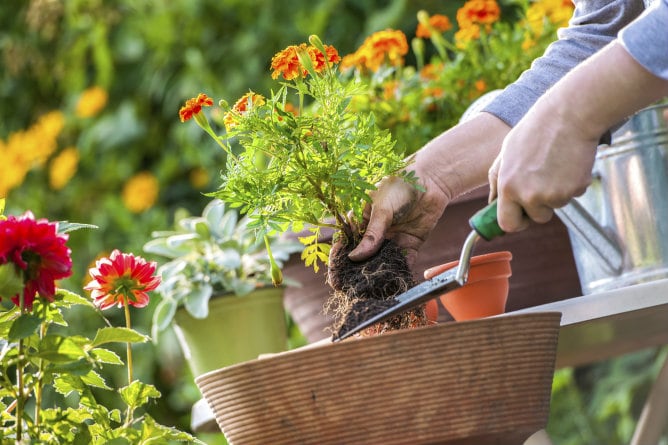 Cultivo de flores