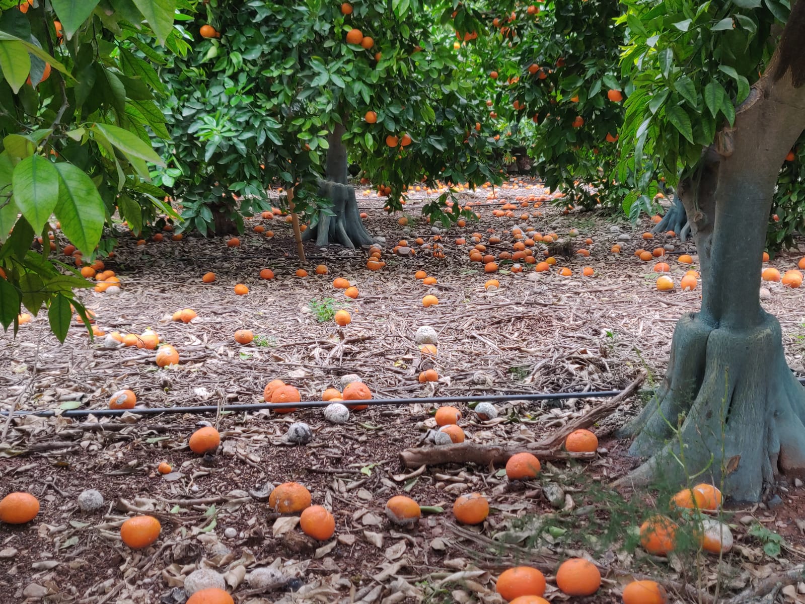 Mandarinas tiradas al suelo por el temporal