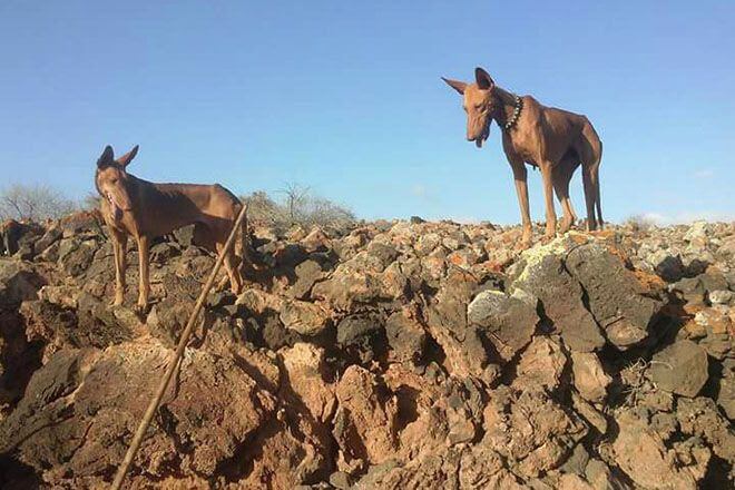 Perros de caza en Lanzarote.