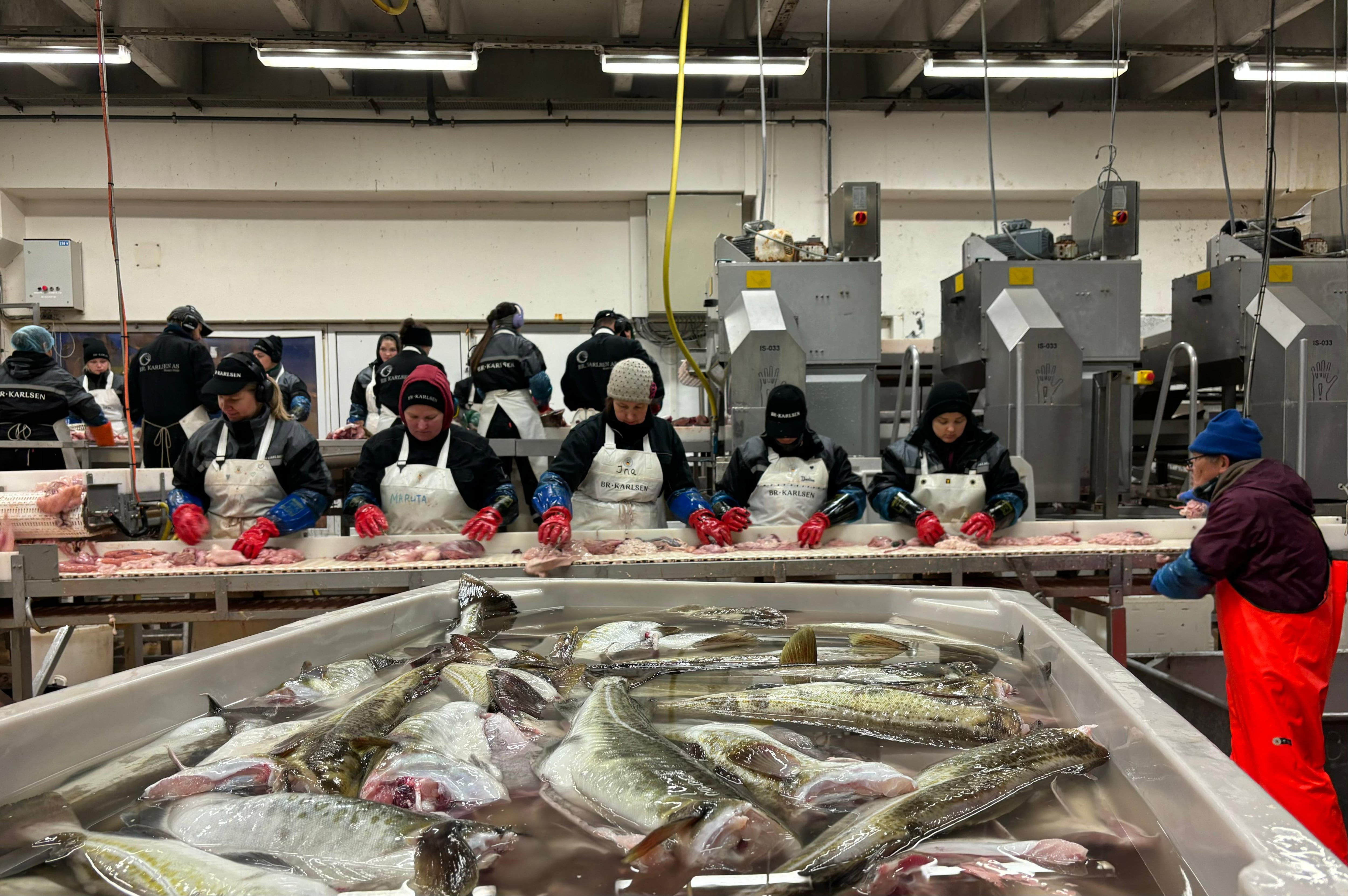 Varias trabajadoras separan las huevas y las vísceras del bacalao en la fábrica Br. Karlsen, en Husøy (Noruega).