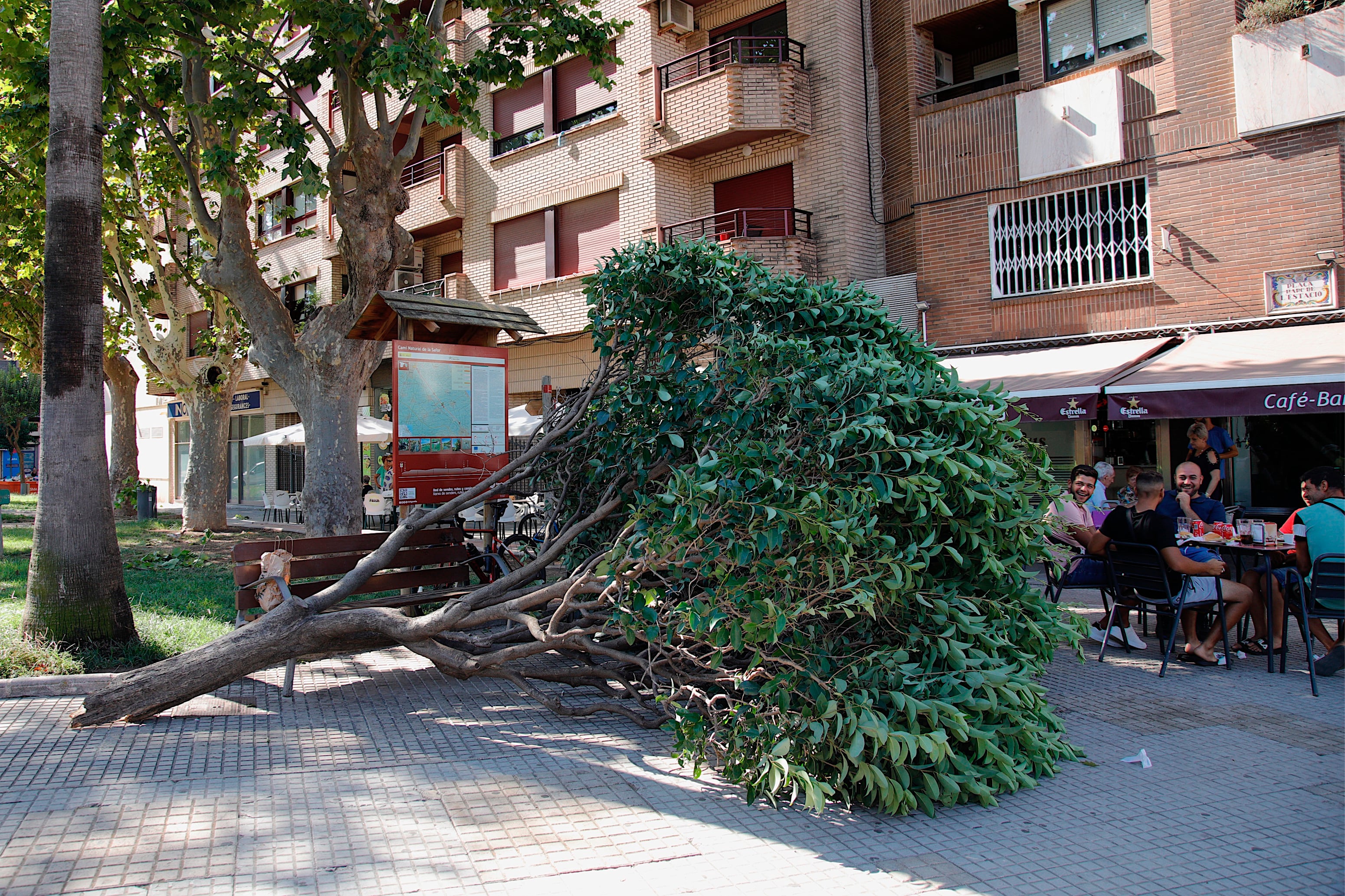 Varias personas toman algo en una terraza, este sábado, ante un árbol caído en Gandia. EFE/Natxo Frances