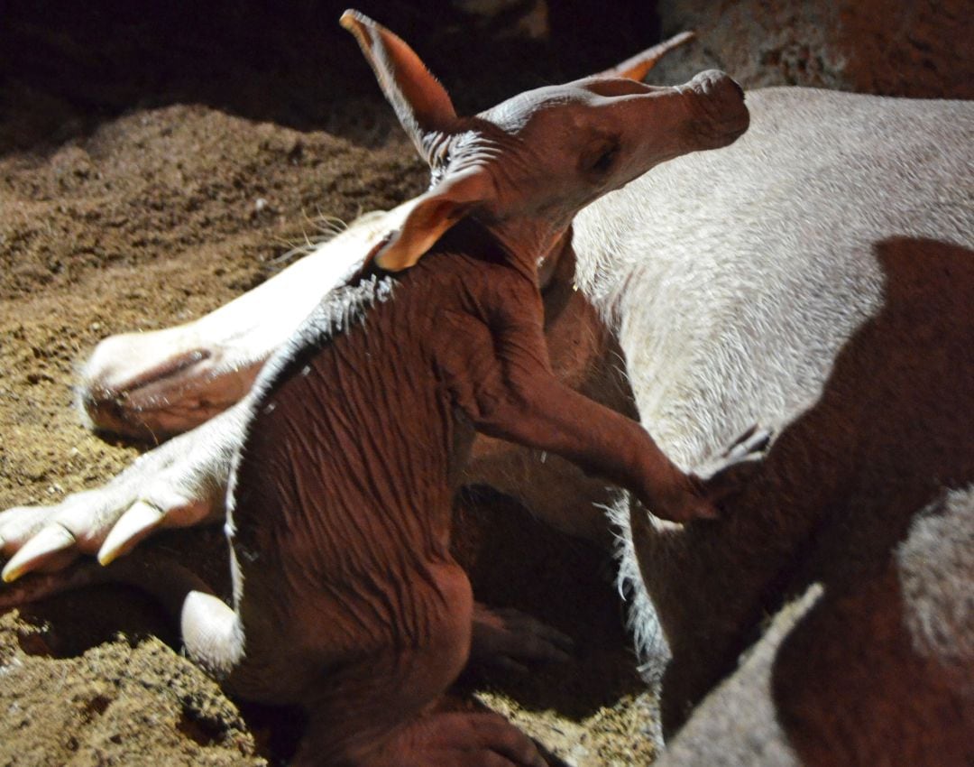 Nace en Bioparc Valencia un oricteropo