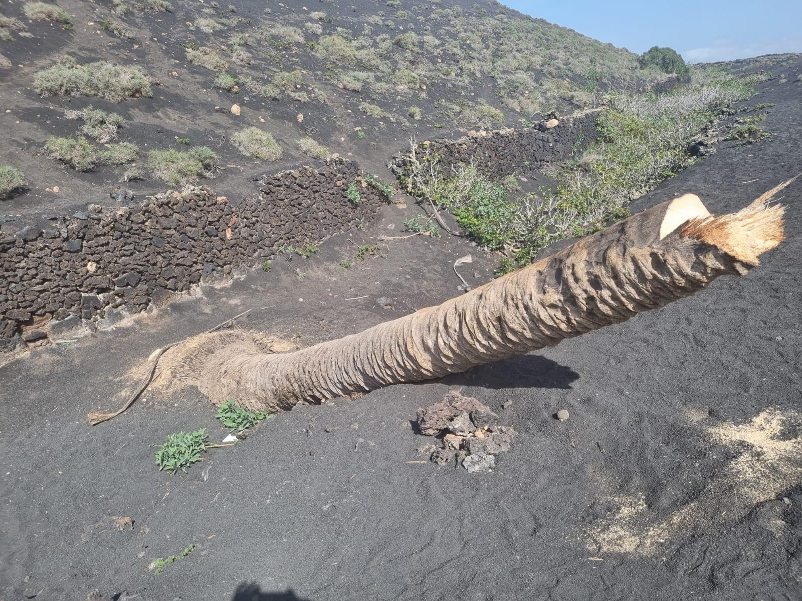 Tronco de la palmera con el corte intencionado en su extremo.