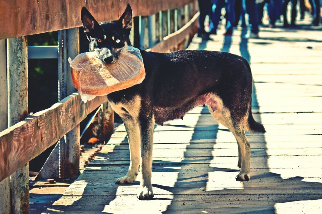 Perro con su bolsa de alimento