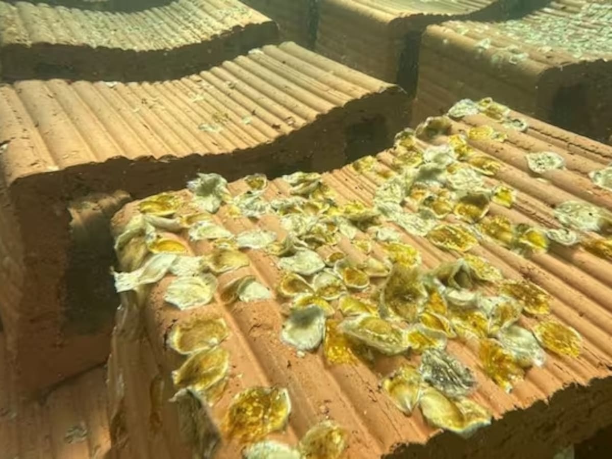 120.000 kilos de hormigón para crear un ecosistema y recuperar las ostras perdidas hace un siglo