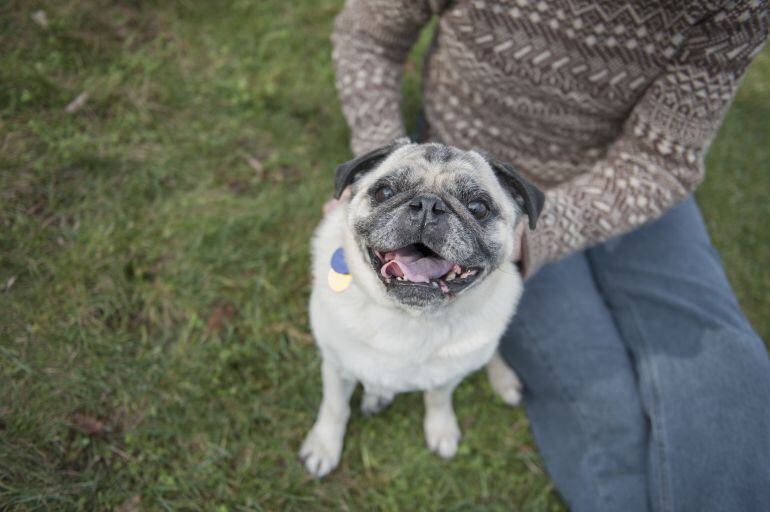 Un perro con su dueño.