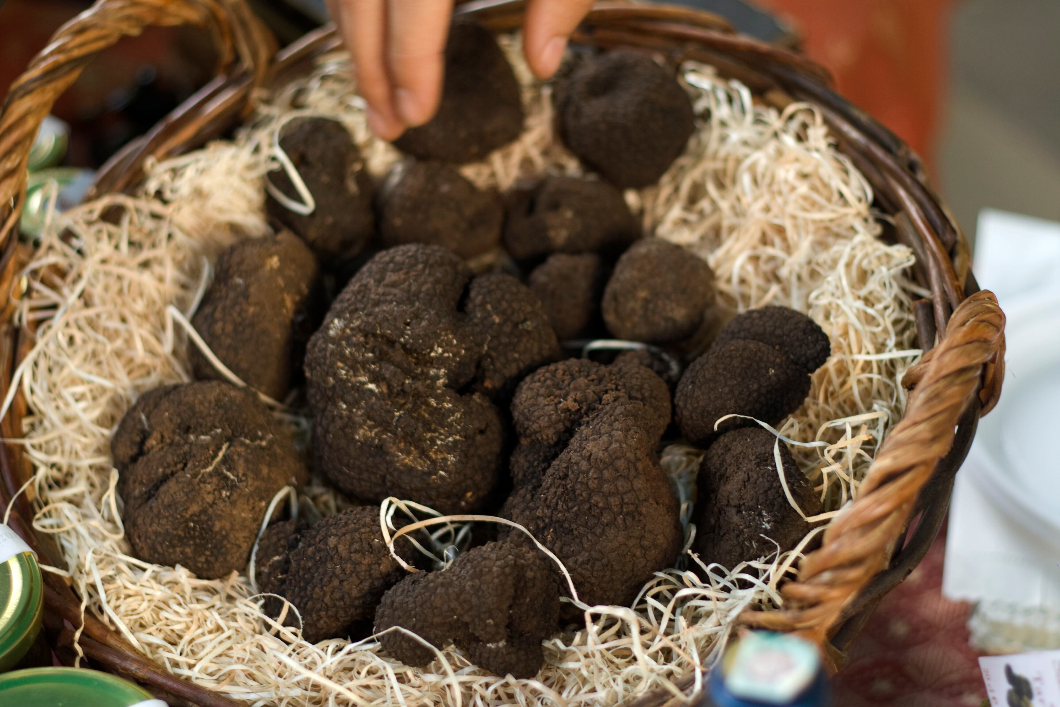 La campaña de trufa negra en Palencia será de récord según investigadores de la Cátedra de Micología de la UVa