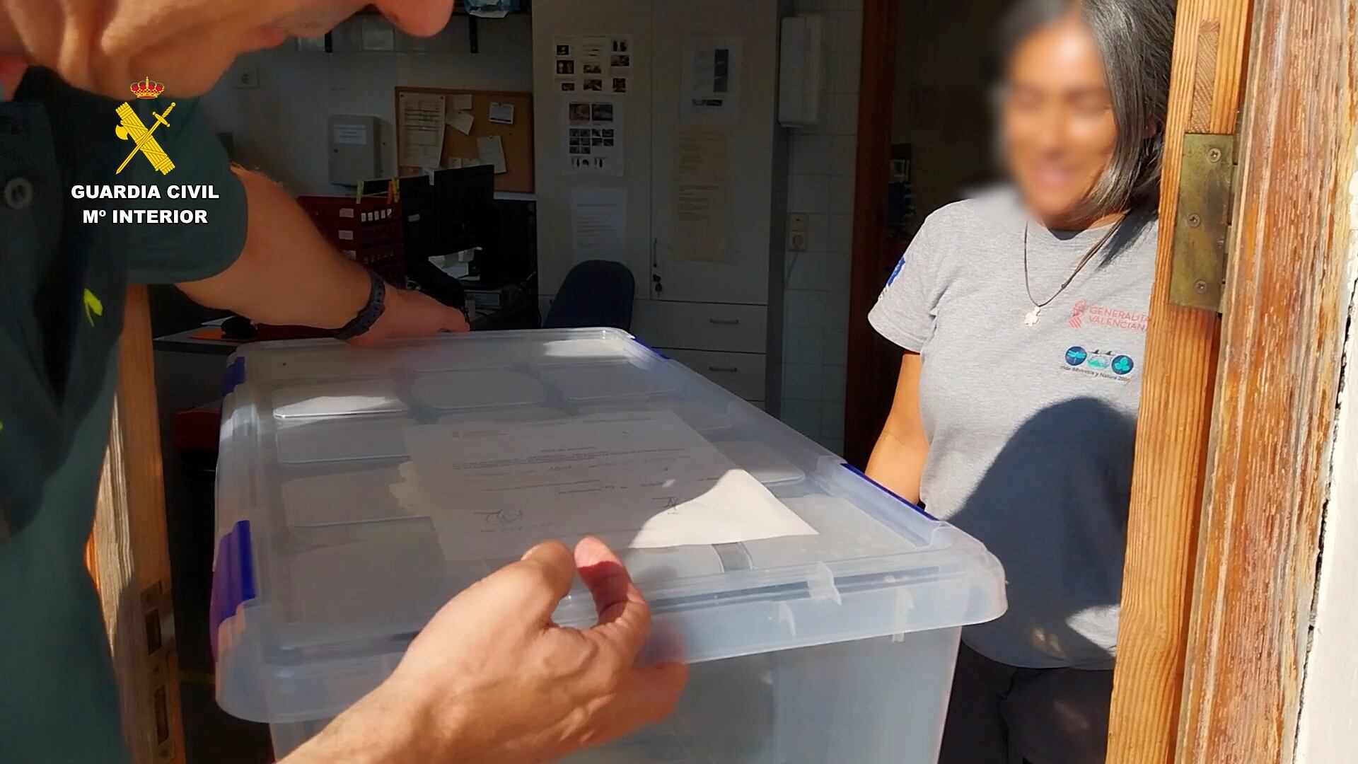 Localizan seis serpientes protegidas en una vivienda de Cullera (València).