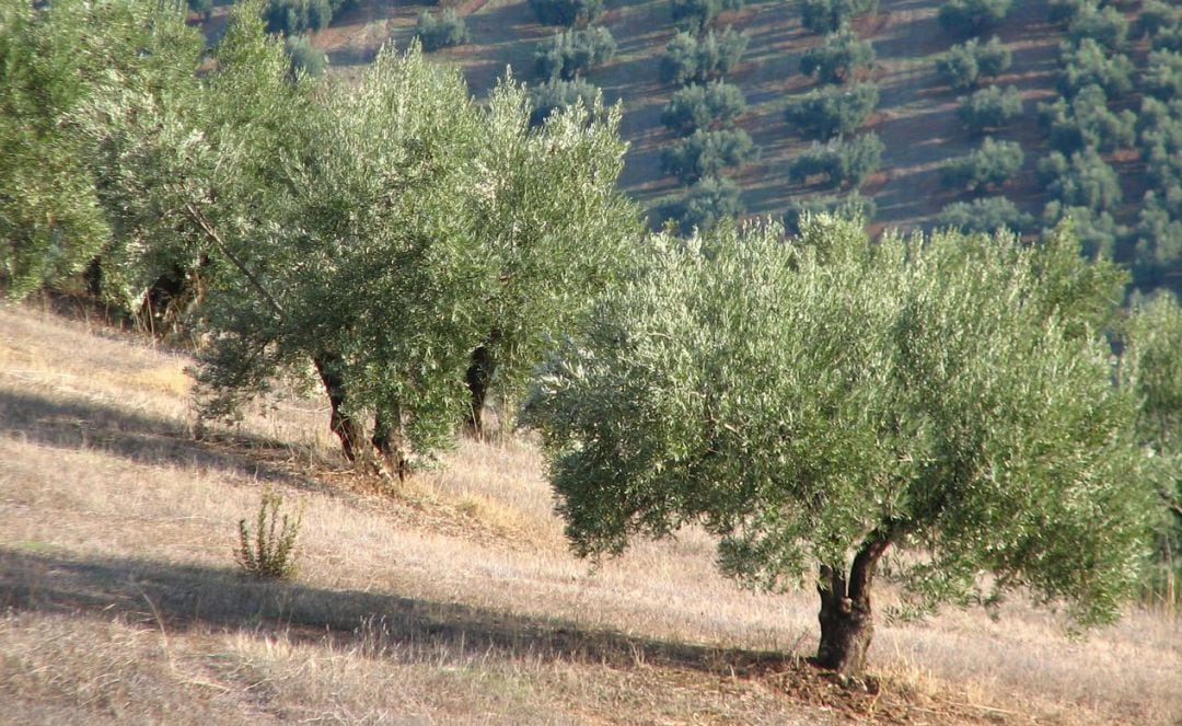 La muerte del temporero se produjo en una finca de olivar.