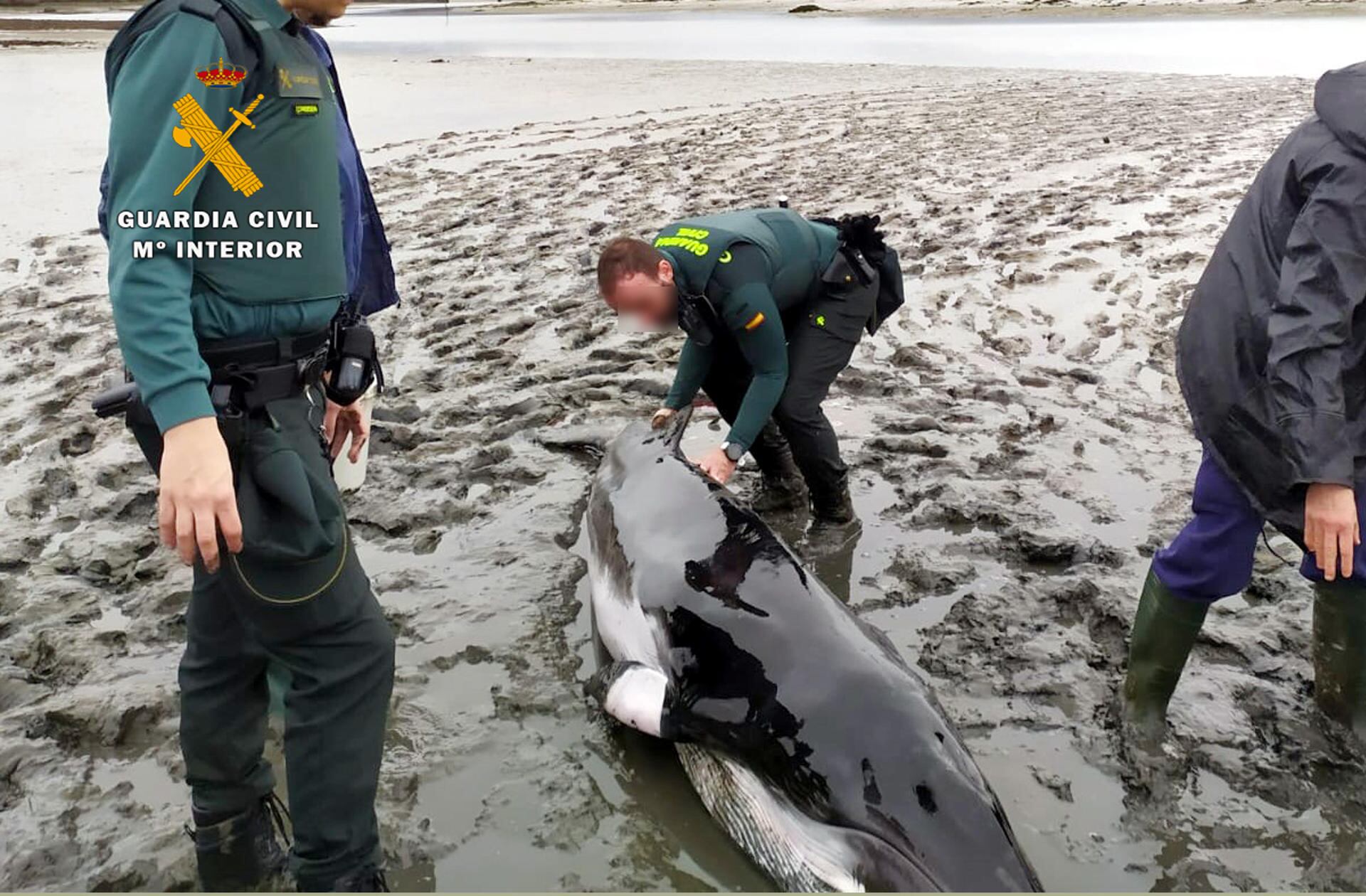 Los agentes de la Guardia Civil intentaron mantener húmedo al animal.